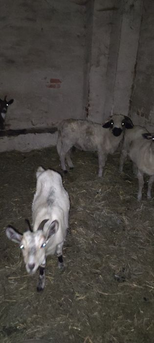 Kozy, owca i baran