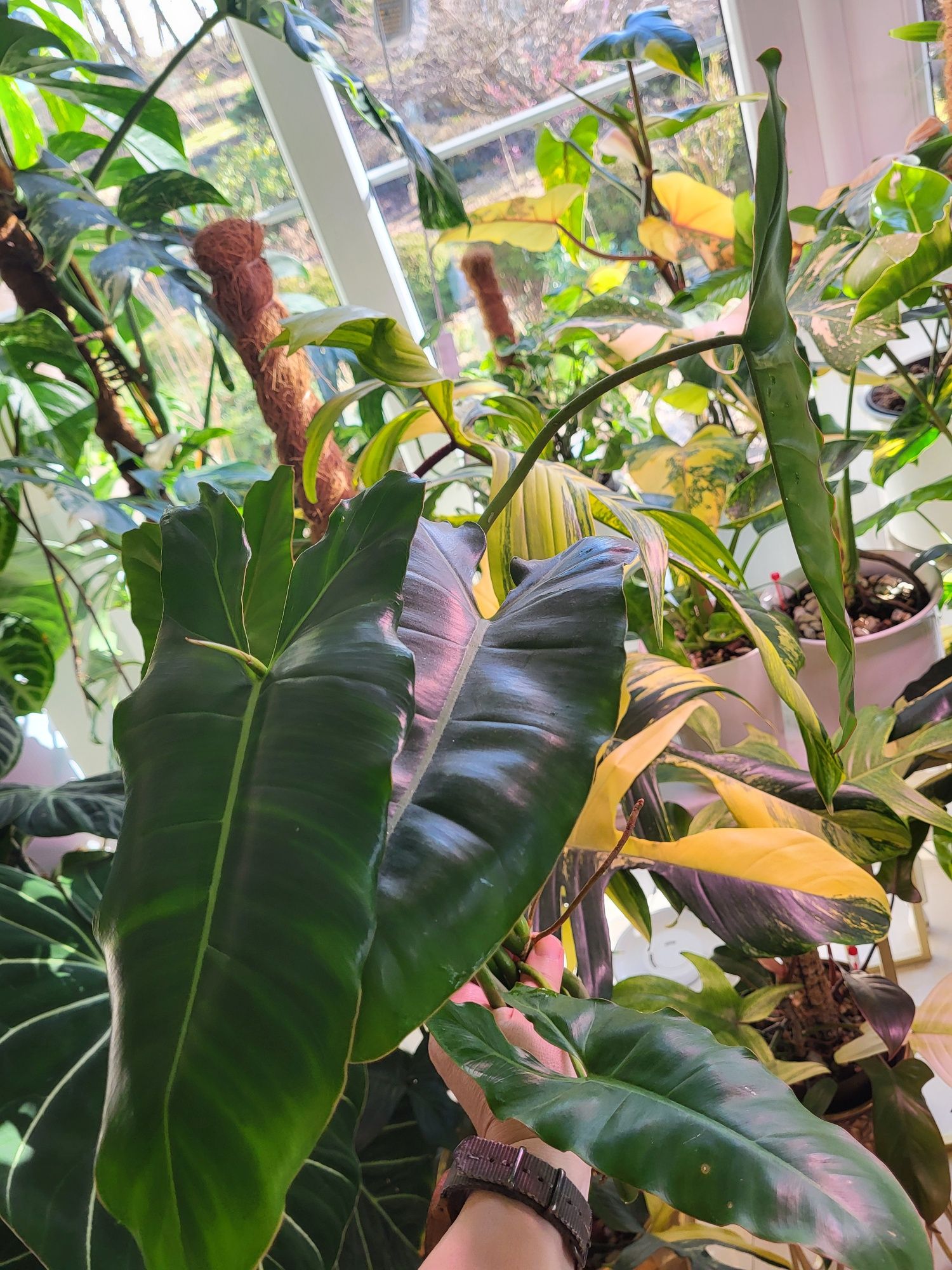 Kolekcjonerski Philodendron paraiso verde