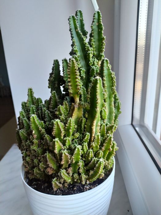 sukulent kaktus sadzonki szczepki