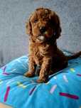 Pudel Toy / mini