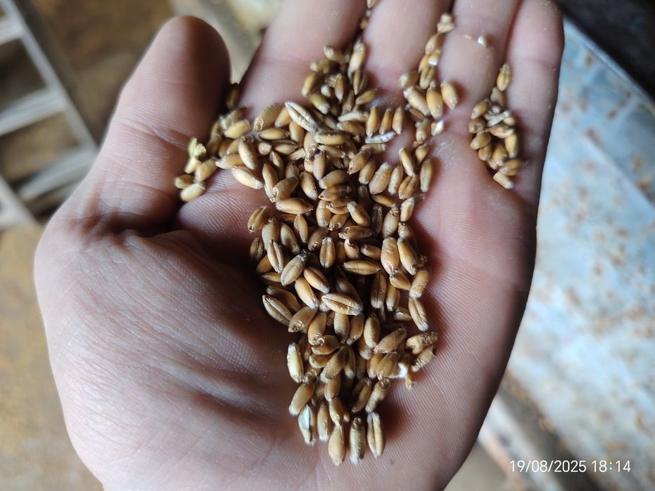 Pszenżyto ozime paszowe