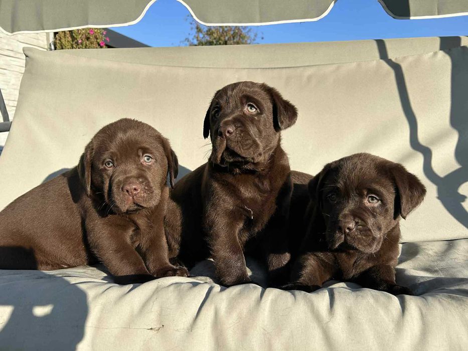 szczeniak labrador