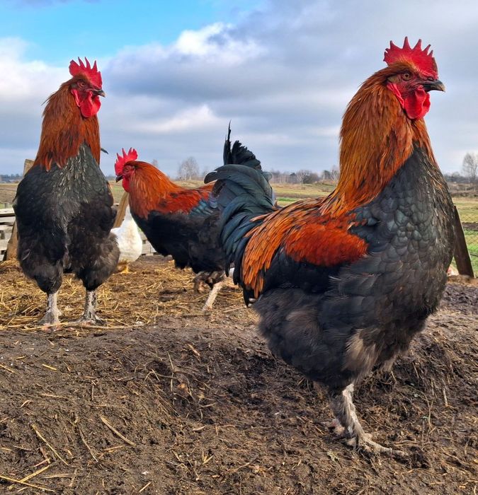 Півень Маран Чорно-Мідний