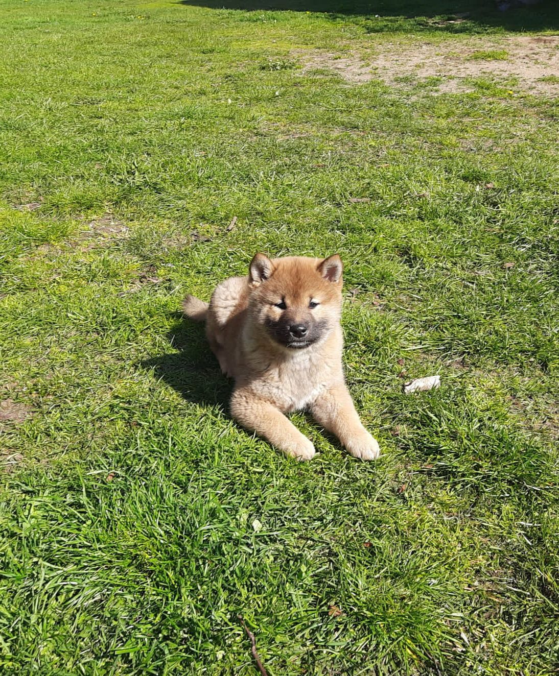 Shiba Inu szczeniak RUDY SAMIEC Wrzosowa Zagroda FCI ZKwP