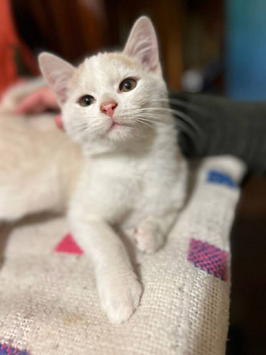 Кошеня хлопчик 3-4 міс безкоштовно