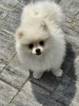 Szpic miniaturowy pomeranian FCI