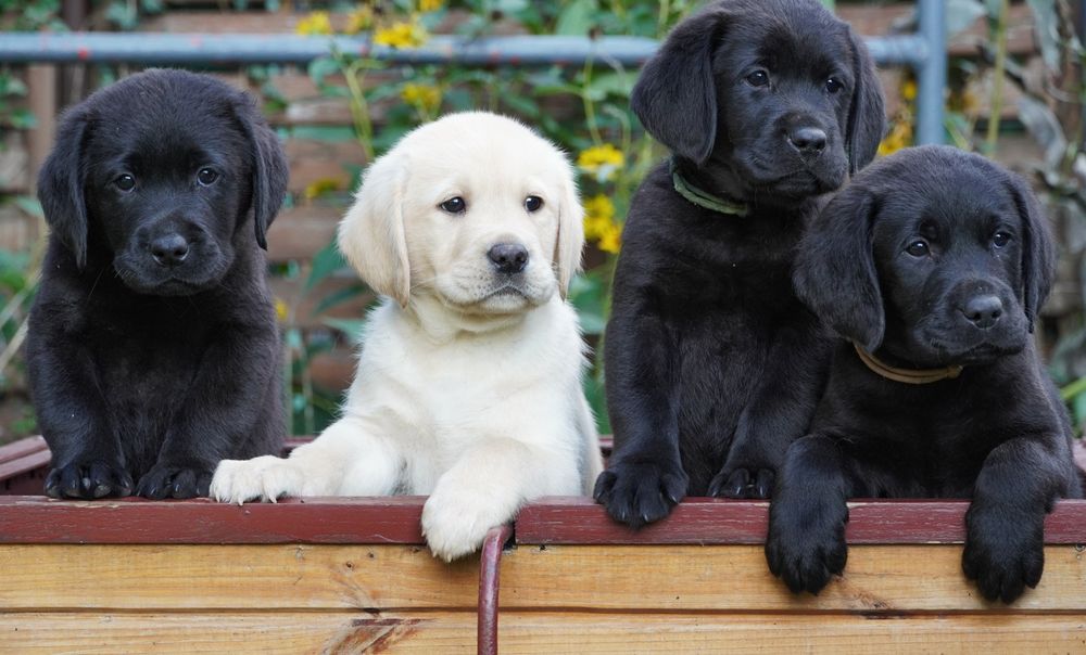 Labrador retriever-   czarny  piesek   ZKwP/FCI - gotowy do odbior