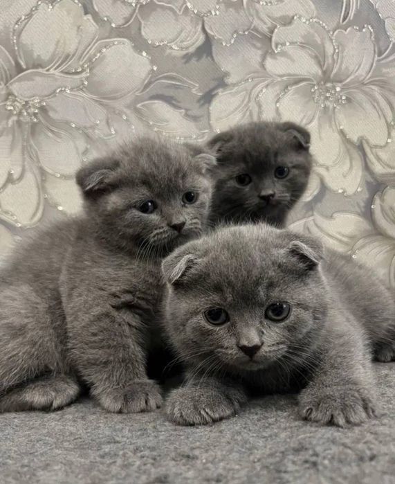 Висловухий британець