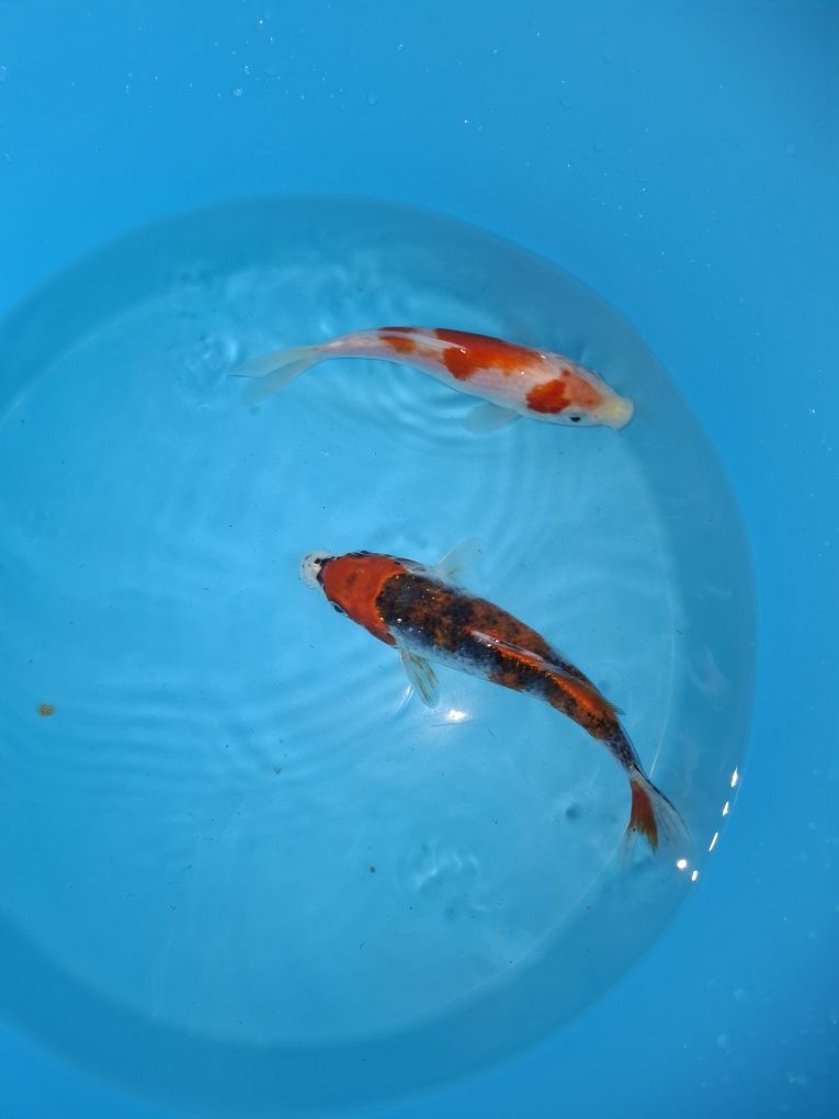 Carpas koi [varias cor ]