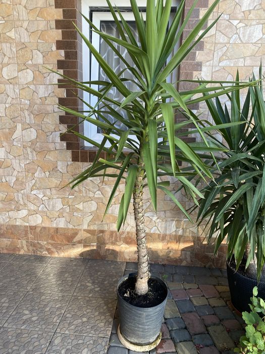 Юка, кімнатна