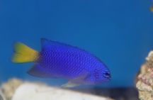Pomacentrus coelestis. Morskie