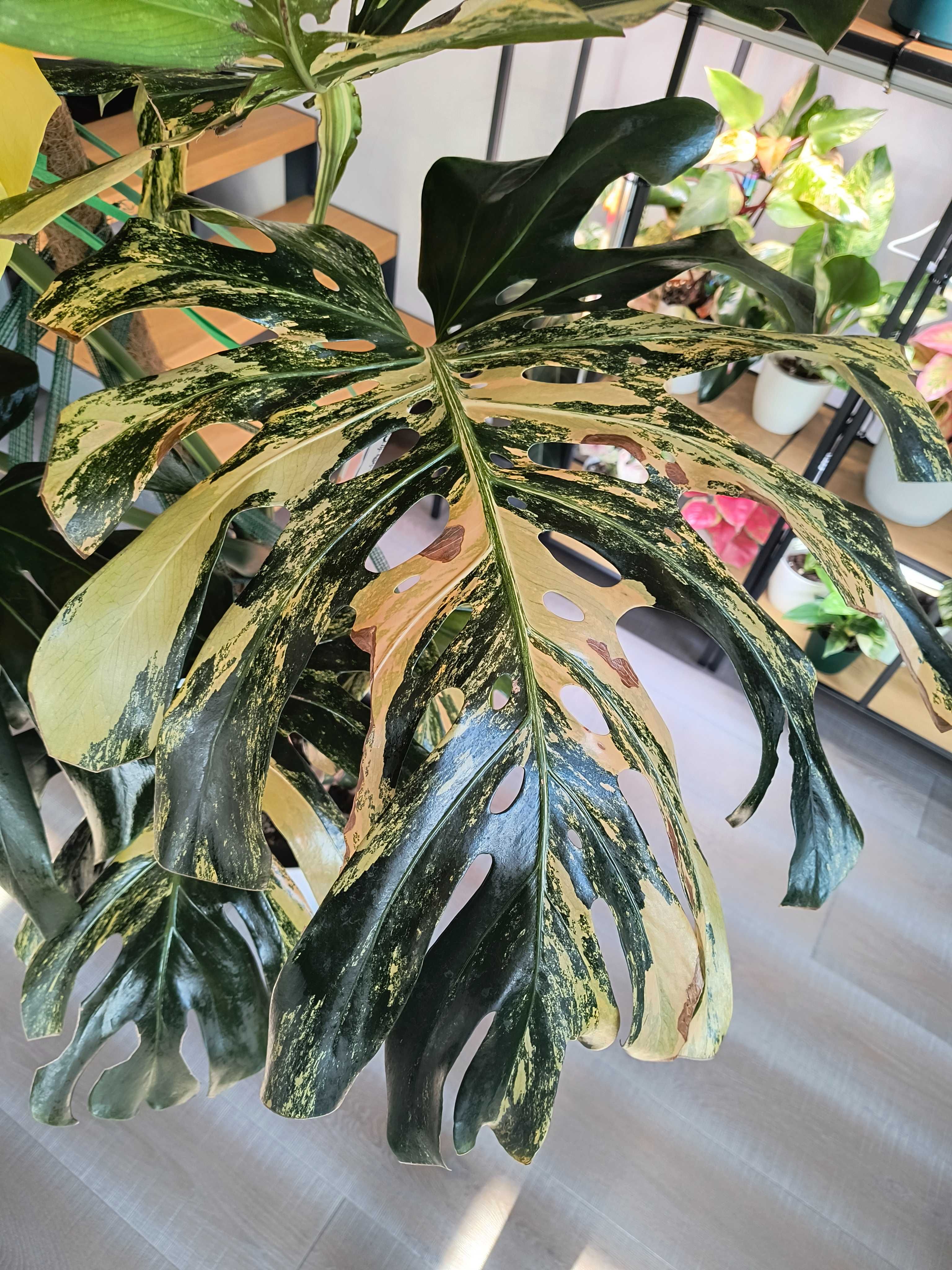 Pędówki Monstera Deliciosa Marmorata