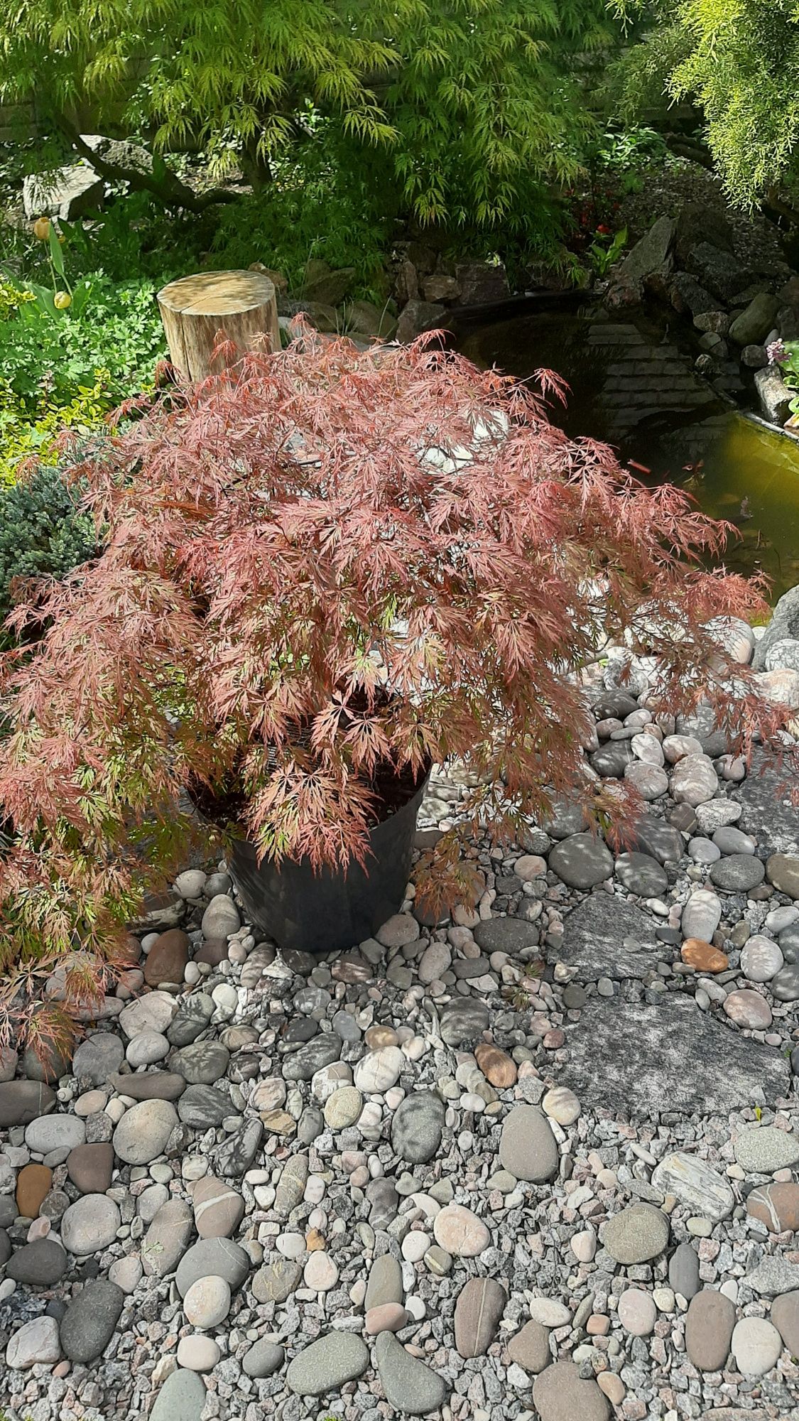 Клен японский(Acer palmatum Orangeola)