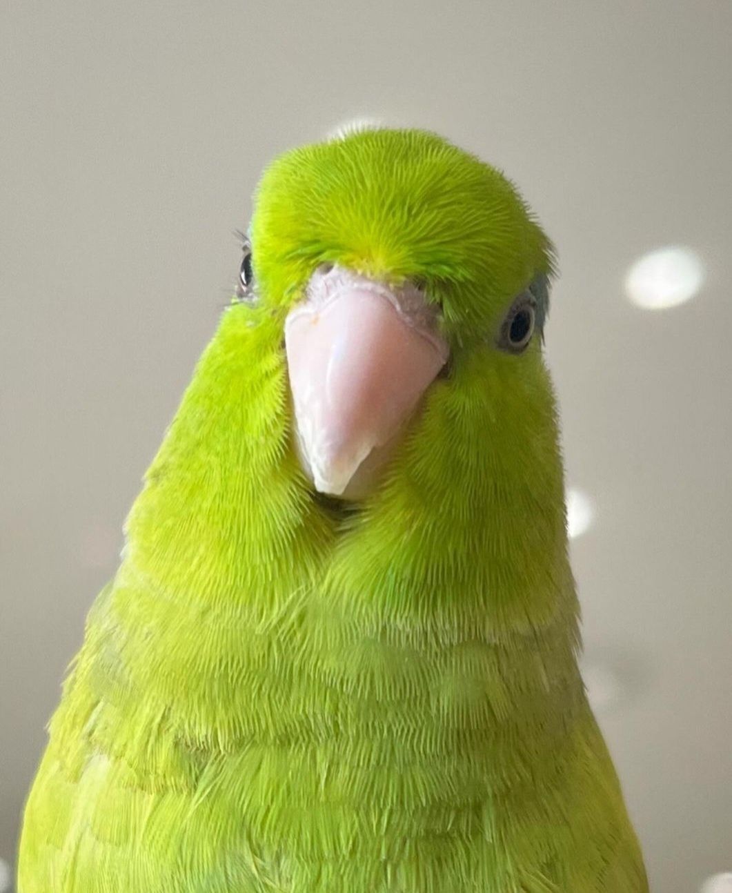 Зелений папугай ліпучка, ручний вигованець, добре вихований, ручний