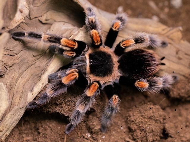 Пауки птицееды для новичков тарантулы