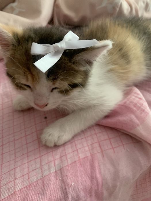 Отдадим кошечку в хорошие руки