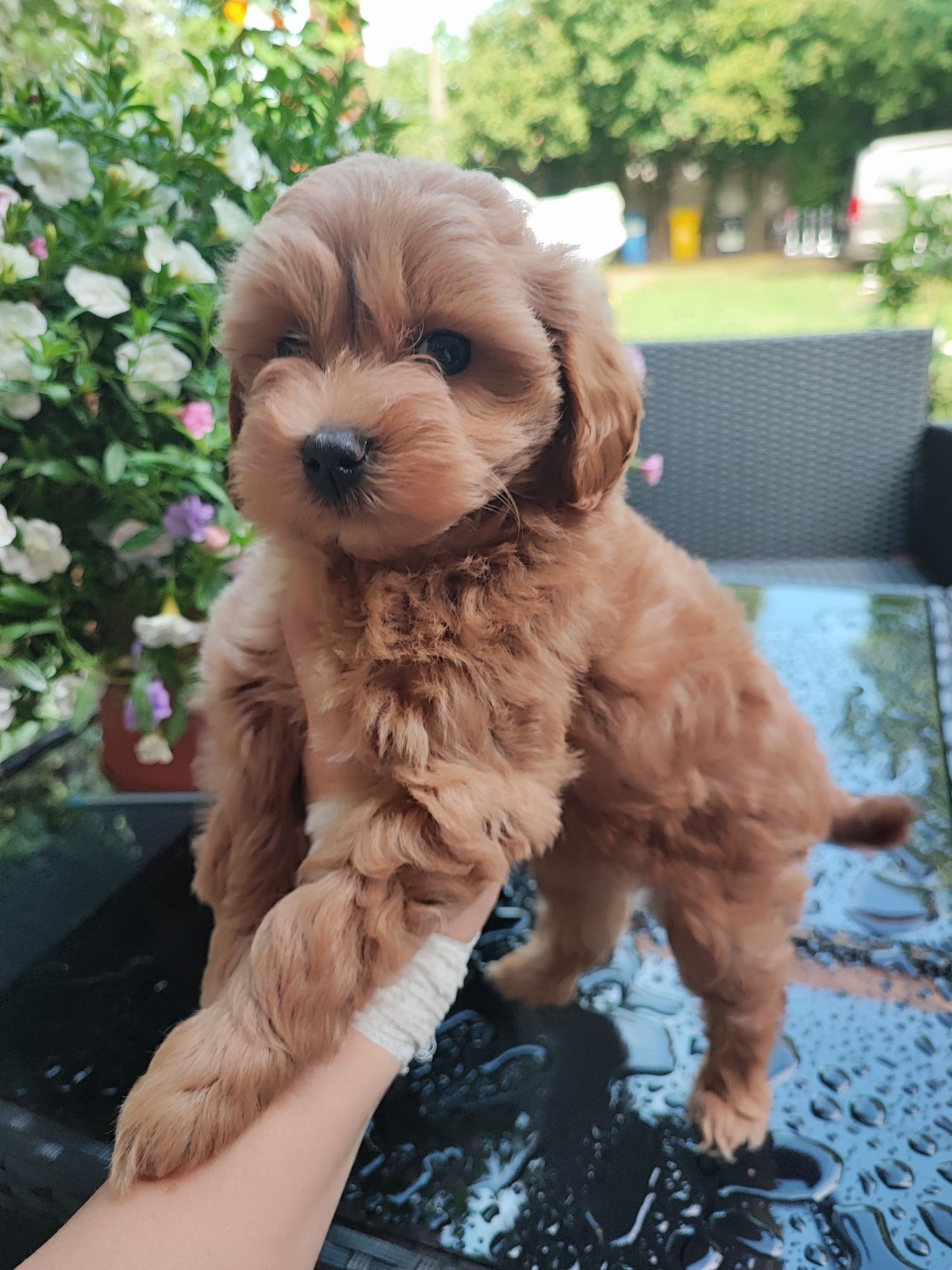 Ruda suczka Maltipoo