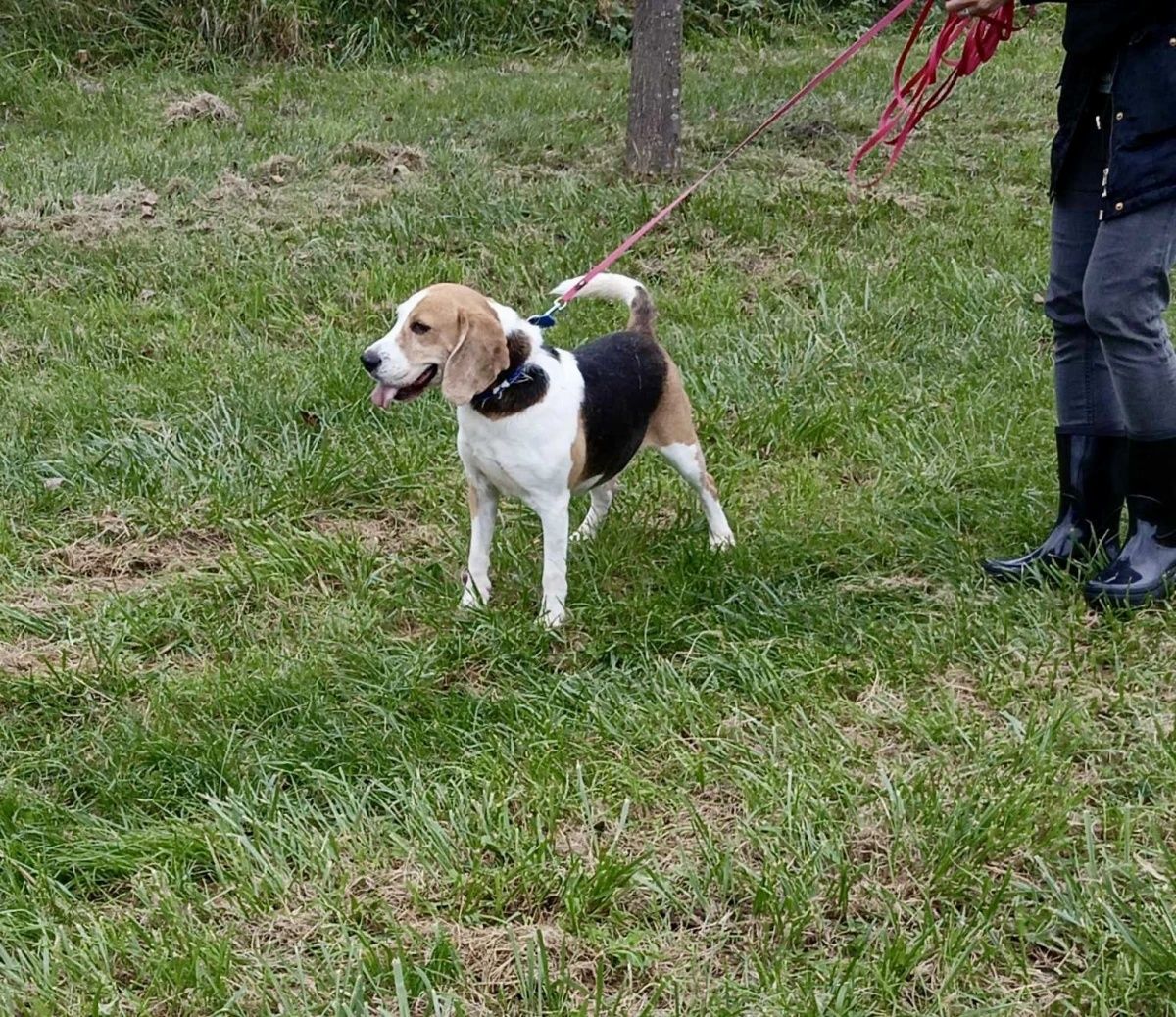 Nico w typie Beagle do adopcji!