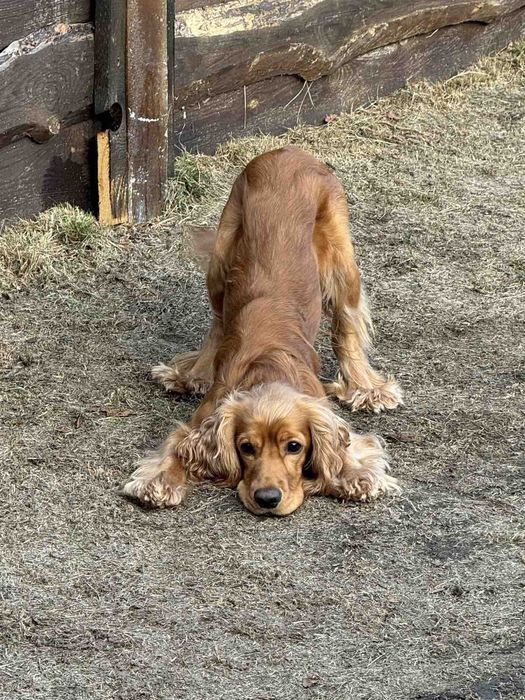 Вязка. Английски кокер-спаниель