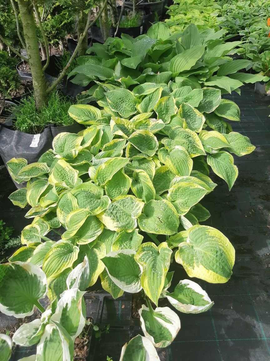 Hosta  funkia byliny