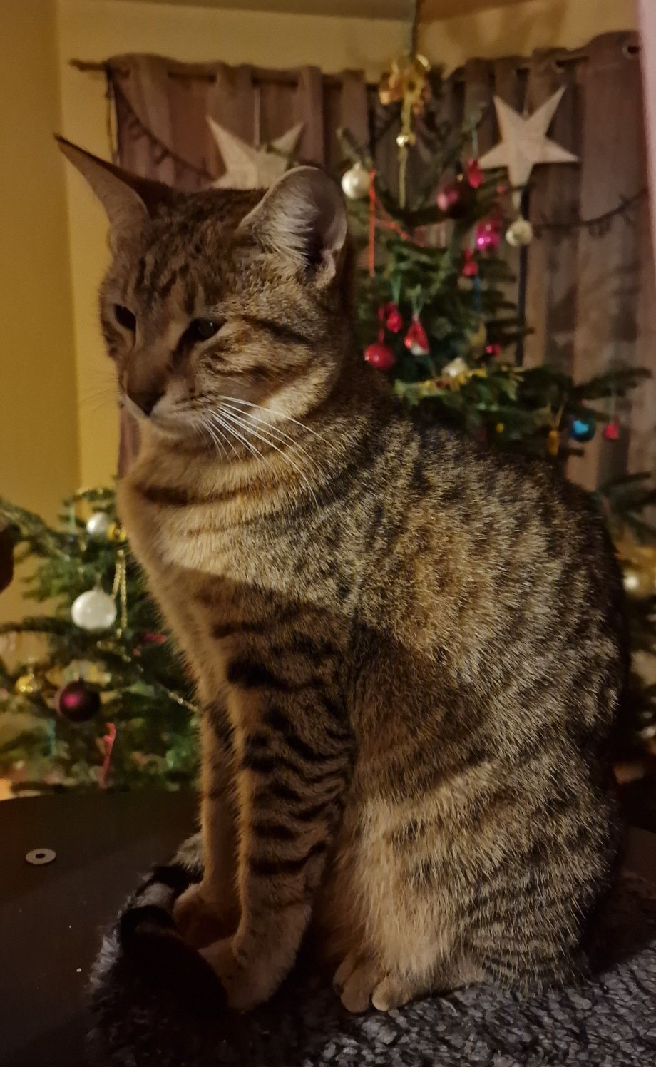 Savannah F6 Kocur