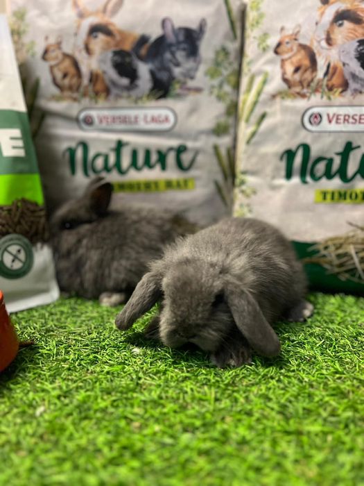 Coelhos Anões Mini lop - Loja!!