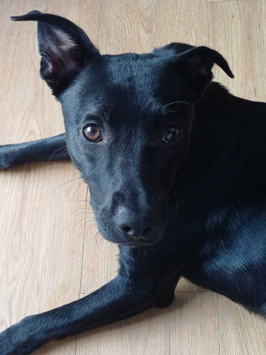 Oddam psa (szczeniaka) za darmo z wyprawką | Wrocław