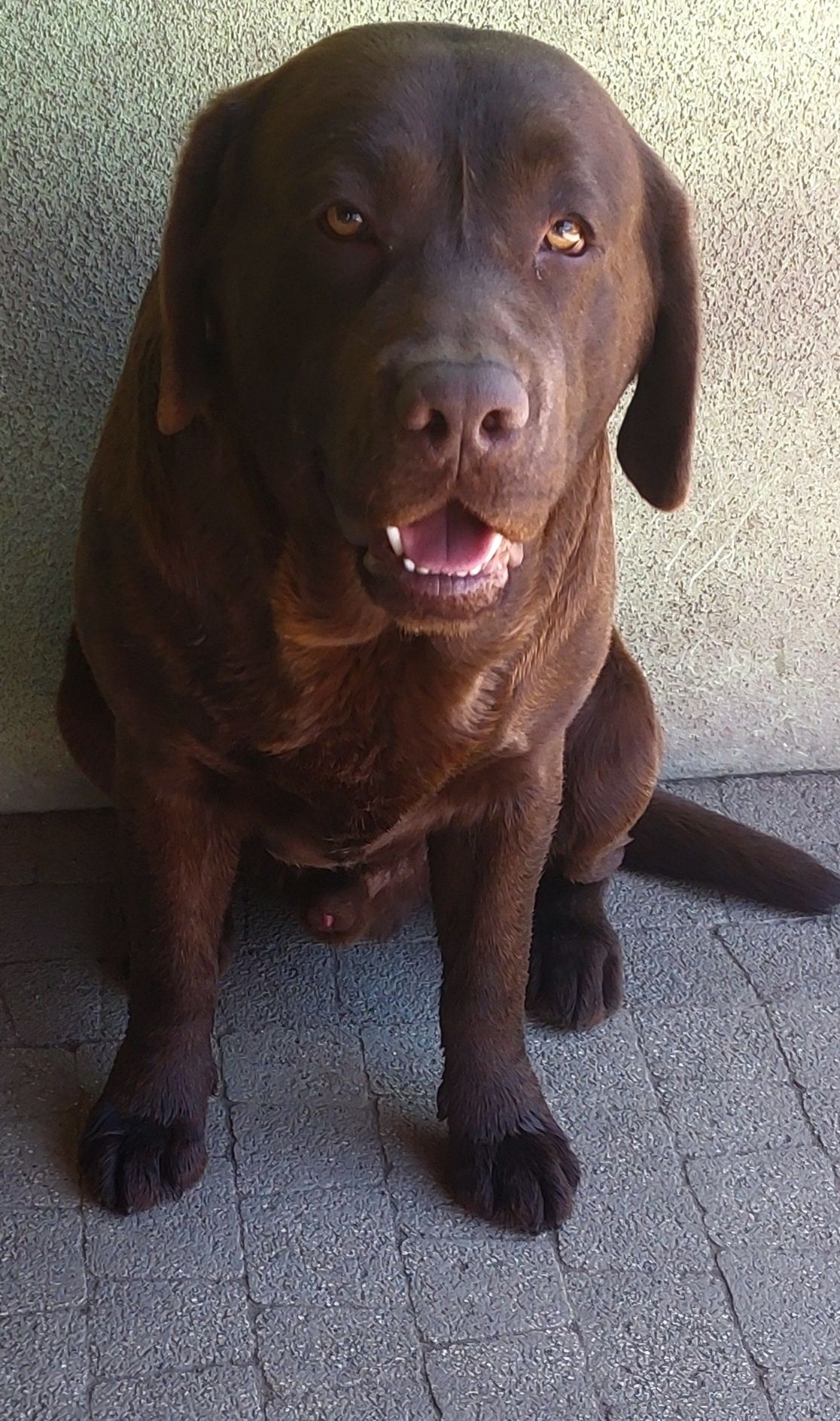 Labrador Retriever SUCZKA