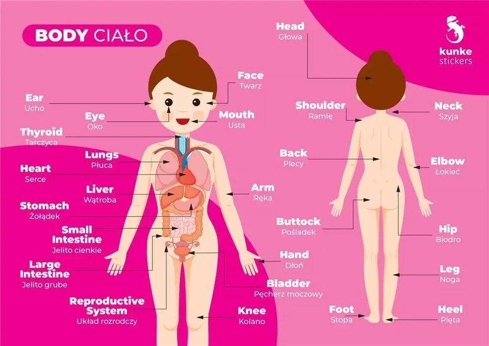 Fiszki do języka angielskiego - Ciało 3szt. Kunke