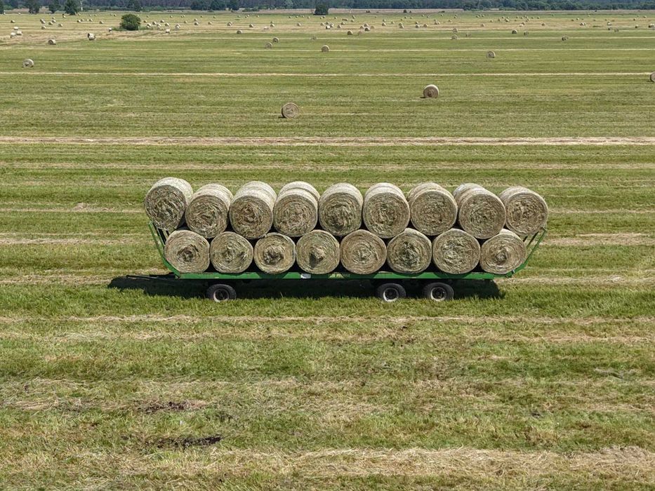 Siano PREMIUM 2025 | Certyfikat EKO | Gwarancja BEZ PLEŚNI | Badania