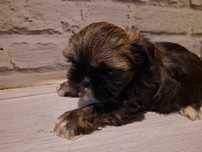 Sunia rasy shih tzu