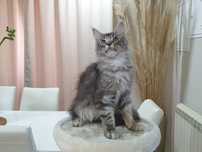 Macho Maine Coon com Lop