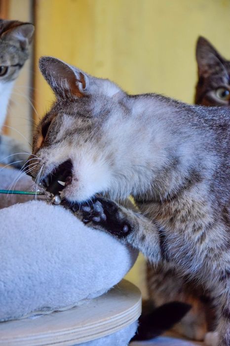 Przytulas cudowny dwu latek