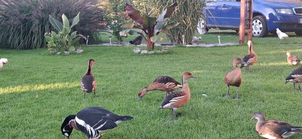 Kaczki ozdobne Drzewica