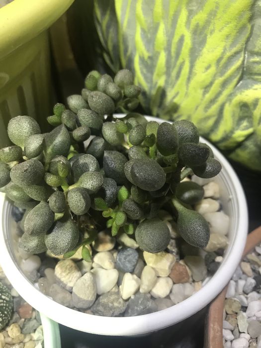 Adromischus marianae «Little spheroide» Адроміскус