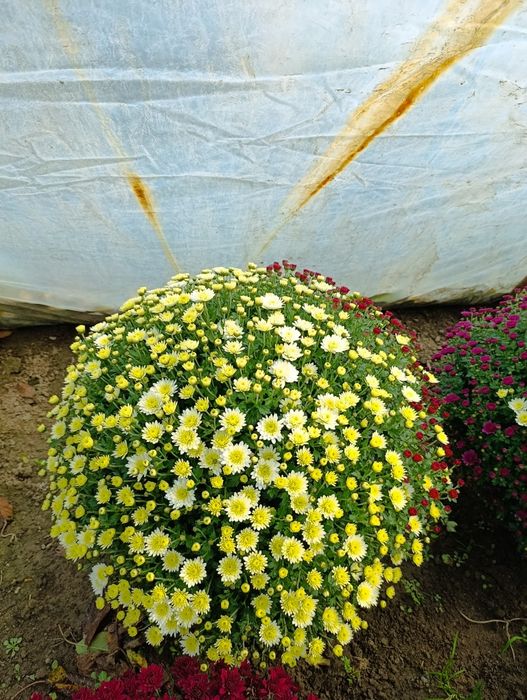 Chryzantemy drobnokwiatowe