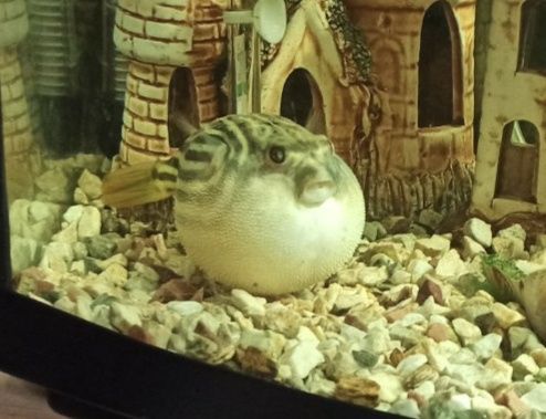 Тетрадонт фахака 18+