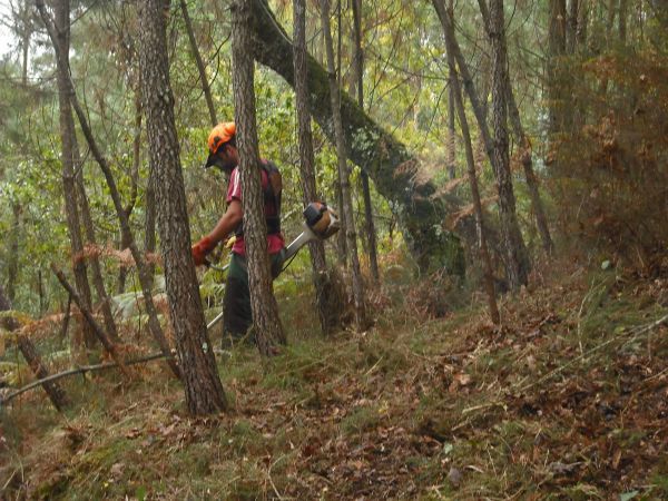 Desmatação e limpeza de floresta, matas, terrenos e árvores