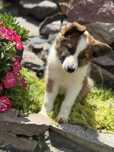 Border Collie dziewczynka gotowa do odbioru