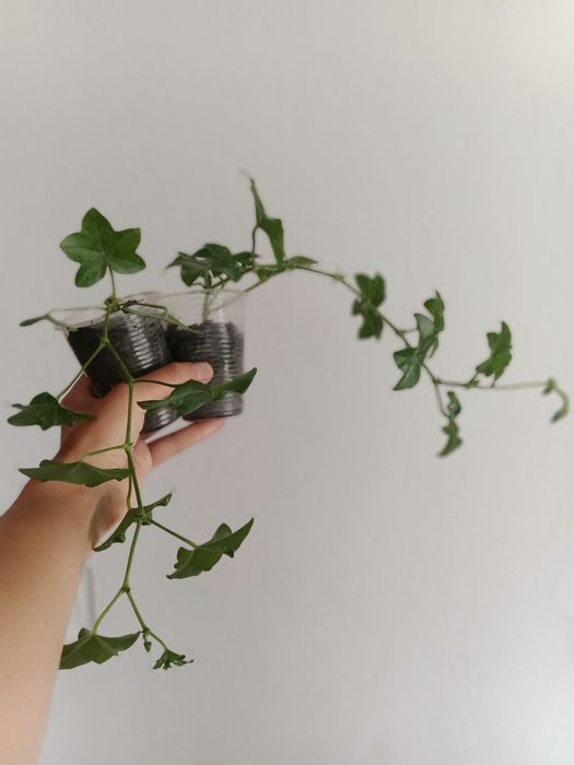 Пеларгонія (вкорінені живці)