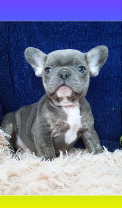 Найкрутіший міні хлопчик французик блакитний