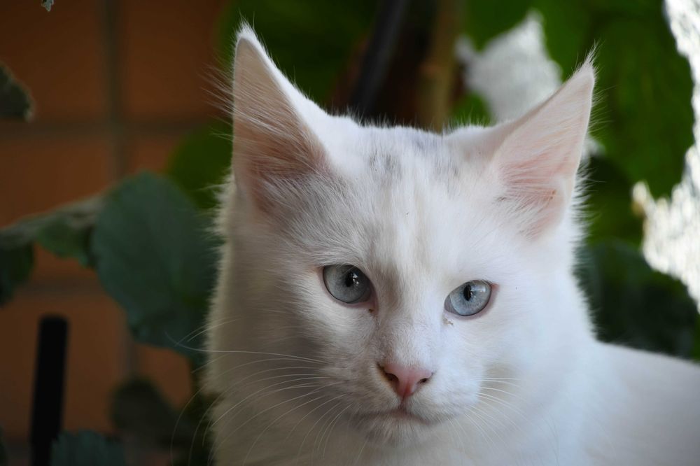 Bernardim: gatinho Angorá turco branco e de olhos azuis. Boa audição