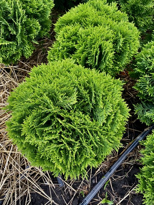 Туя Смарагд Брабант Колумна Даніка Глобоза Ялівець Ялинка Кипарисовик