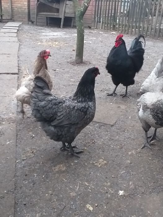 Яйце інкубаційне кури Австралорп .