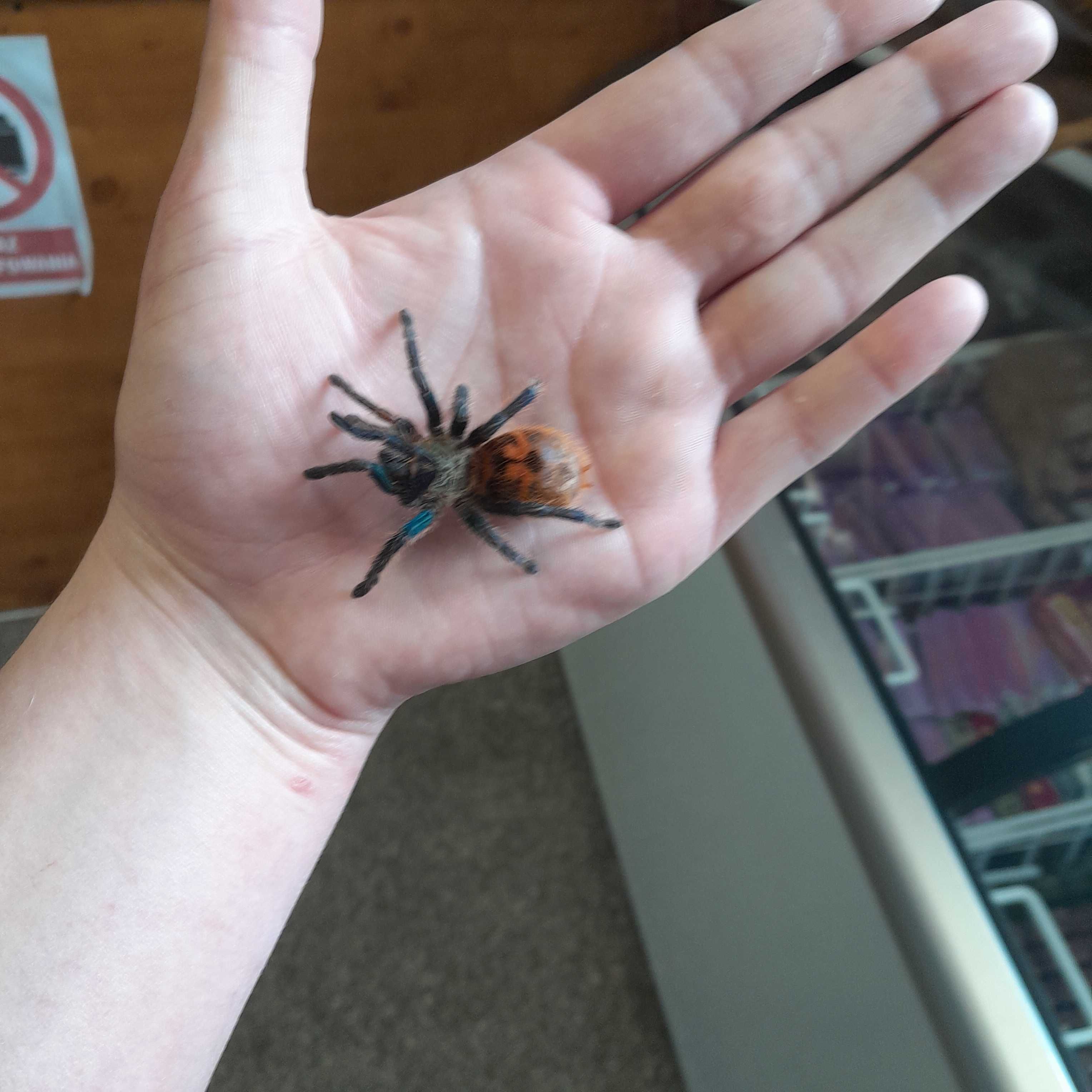 Chromatopelma cyaneopubescens l4