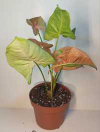 Symgonium neon robusta