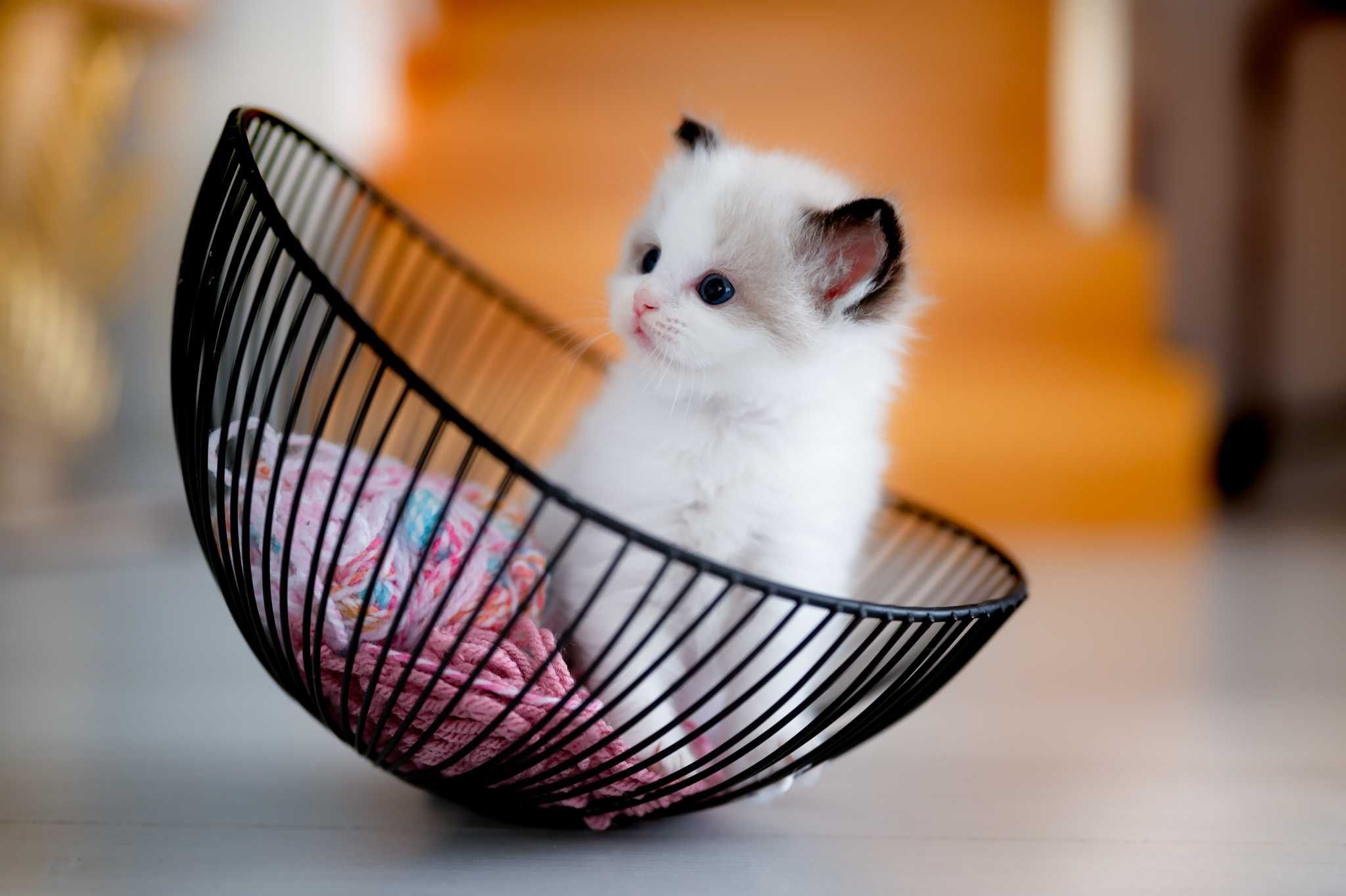 Ragdoll po Championach Rodowód WCF Lew w salonie*PL