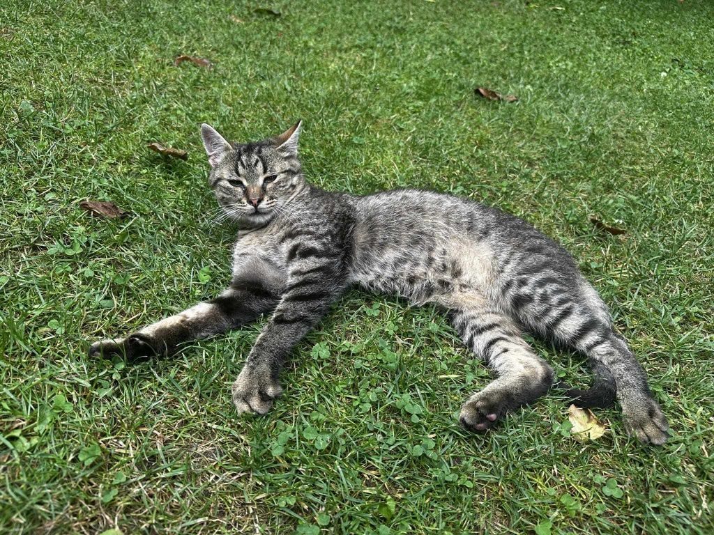 Kot kotek do adopcji