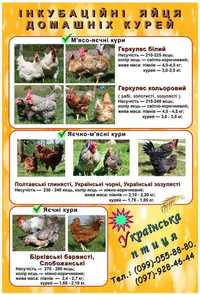 Інкубаційні яйця Українських курей - яєчні, яєчно-м'ясні, м'ясо-яєчні
