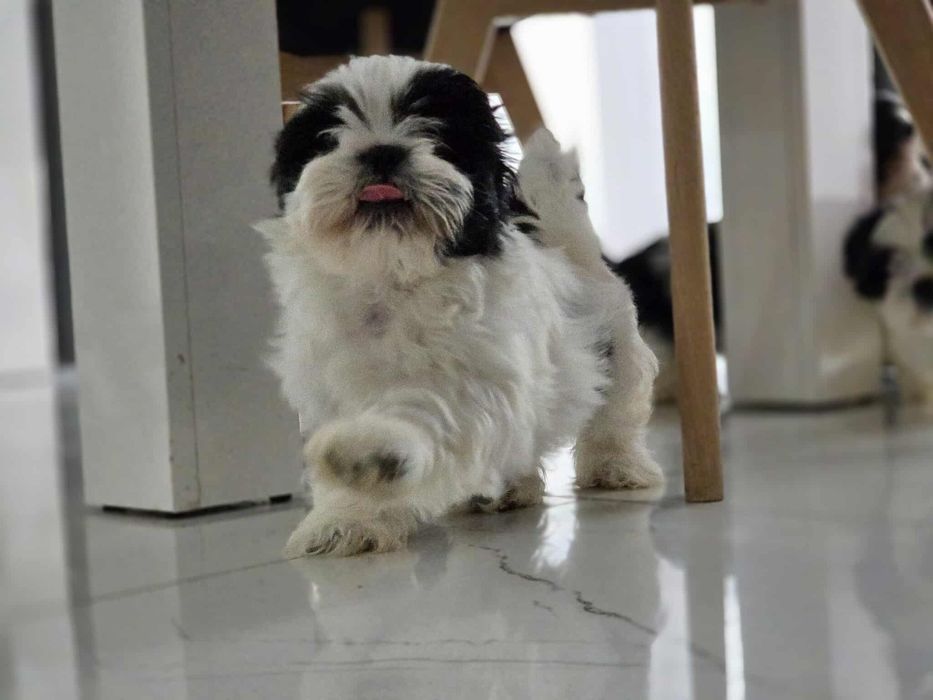 Śliczny piesek Shih-tzu